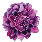 Sarasota Facial Aesthetics-avatar